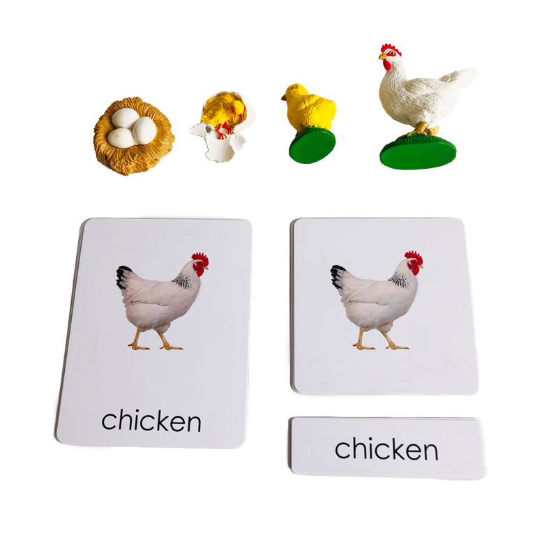 Life Cycle Animals Cards and M - đánh giá và giá Kids Education Card
