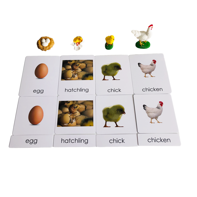 Life Cycle Animals Cards and M - đánh giá và giá Kids Education Card