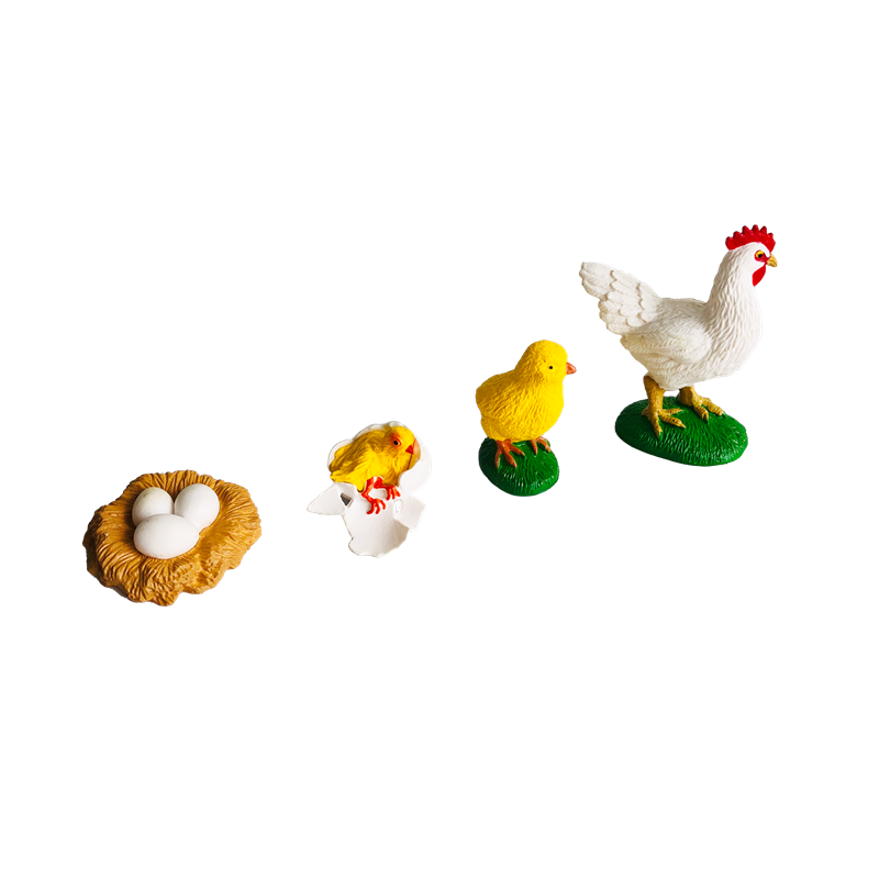 Life Cycle Animals Cards and M - đánh giá và giá Kids Education Card